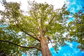 How Our Tree Care Process Works  in  Roman Forest, TX