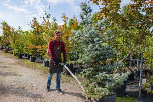 Best Tree and Shrub Care  in Roman Forest, TX